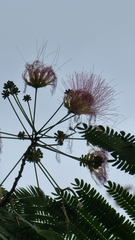 Albizia julibrissin