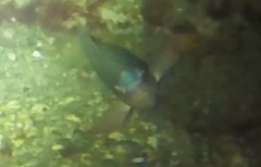 Caesioperca lepidoptera