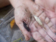 Luxilus chrysocephalus