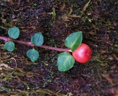 Mitchella undulata