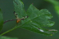Toxonevra trimacula