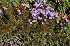 Limonium scabrum scabrum