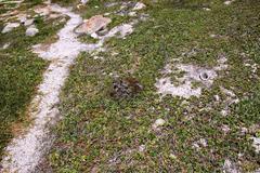 Limonium scabrum scabrum