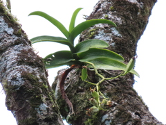 Trichoglottis luchuensis