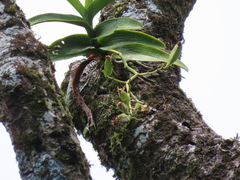 Trichoglottis luchuensis