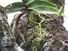 Trichoglottis luchuensis