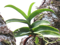 Trichoglottis luchuensis