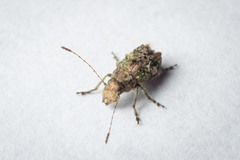 Hoherius meinertzhageni