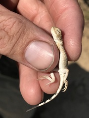 Phrynocephalus guttatus