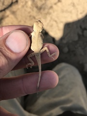 Phrynocephalus guttatus