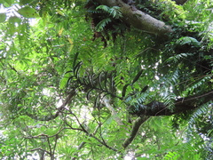 Trichoglottis luchuensis