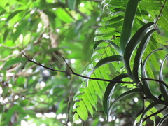 Trichoglottis luchuensis