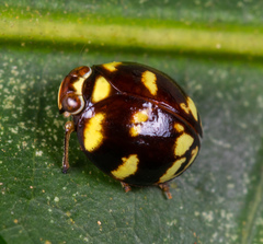 Ceratogergithus pseudotessellatus