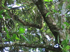 Trichoglottis luchuensis