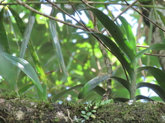 Trichoglottis luchuensis