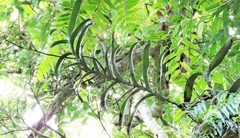 Trichoglottis luchuensis