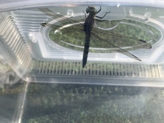Orthetrum albistylum