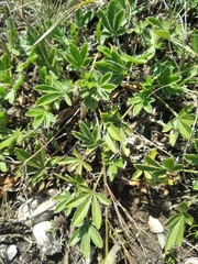 Potentilla humifusa