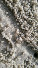 Dotilla wichmanni