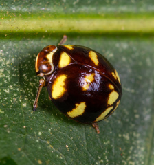 Ceratogergithus pseudotessellatus