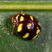 Ceratogergithus pseudotessellatus - Photo (c) portioid, μερικά δικαιώματα διατηρούνται (CC BY-SA), uploaded by portioid