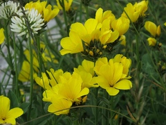 Linum capitatum