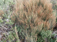 Allocasuarina monilifera