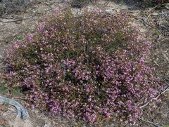Boronia inornata