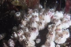 Notomegabalanus algicola