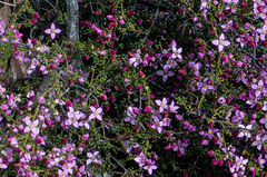 Boronia inornata