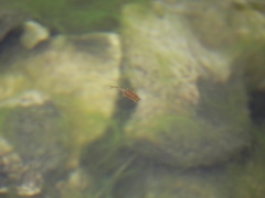 Chirocephalus marchesonii