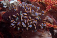 Ochlesis lenticulosus