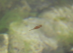 Chirocephalus marchesonii