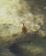 Chirocephalus marchesonii