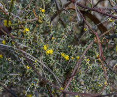 Acacia brachyclada