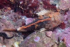 Coccotropsis gymnoderma