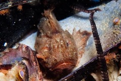 Coccotropsis gymnoderma