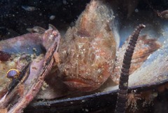 Coccotropsis gymnoderma