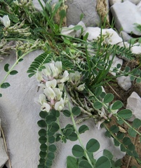 Astragalus depressus
