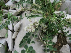 Astragalus depressus