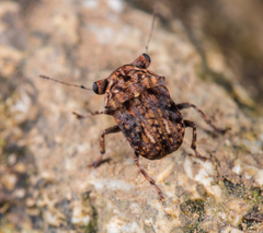 Exechesops