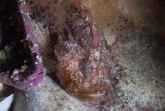 Coccotropsis gymnoderma