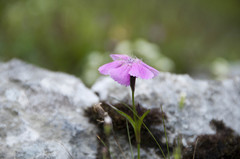 Dianthus alpinus