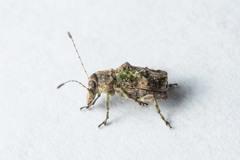 Hoherius meinertzhageni