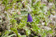 Campanula pulla