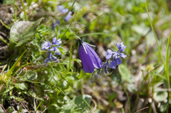 Polygala alpestris