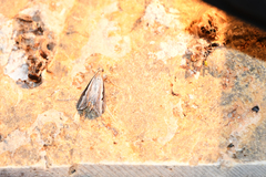 Euclasta splendidalis