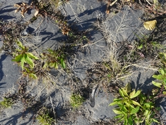 Eragrostis albensis