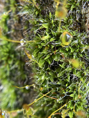 Syntrichia antarctica