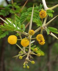 Vachellia nilotica subsp. kraussiana image